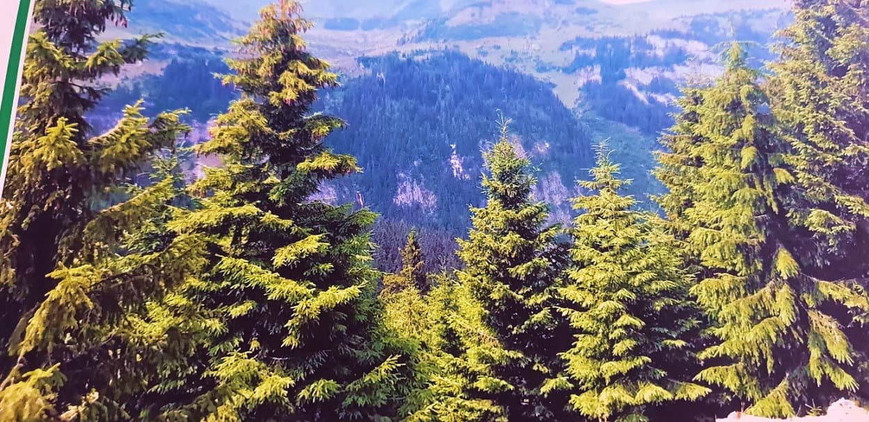 Ocolul Silvic Alpina Borșa